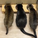 파인푸드 이미지