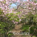 5월5일 (일요일) 서리산 철쭉 산행 이미지