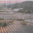 녹색광고