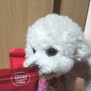 사료마트 | 강아지 동결건조사료 비프 가니쉬 급여 후기