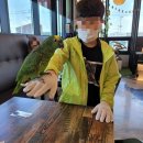 앵무새카페 이미지