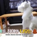 쌈바농장 이미지