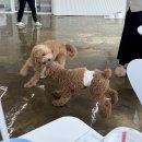 보라눈나 이미지