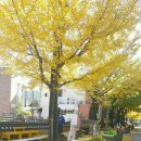 원도심 은행나무 이미지