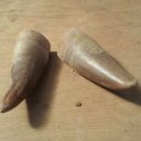 충주축협동물병원 이미지