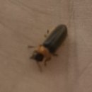 두손모아 반딧불이 이미지