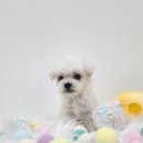 올데이펫 이미지