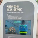 고성 다이노플레이센터 공룡 미디어아트 가볼만한 곳