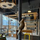 고양이카페38.5 | 고양이카페38.5 별내 놀거리 내돈내산
