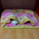 두식이