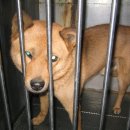 신영동물병원 이미지