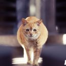 행복한 고양이 이미지