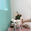 멍블리즈 이미지