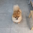 하일동물병원 네이버블로그