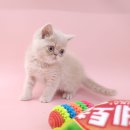 논산동물병원 | 논산고양이 브리티쉬 분양 - 대전 동양 애견에서 바로 입양했어요