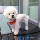 사쿠란보애견샵 부산대점 이미지