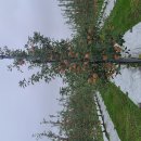 꽃보다이쁜~~~~ 이미지