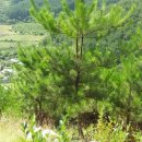 솔잎목장 이미지