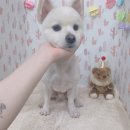 아지양이 펫샵 이미지