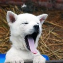 예쁜강쥐 이미지