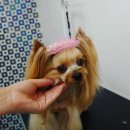 셀럽몽 이미지