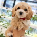 안녕 댕댕아 이미지