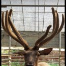 양지흑염소 이미지