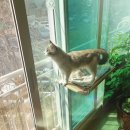 🐾 고양이 창문 해먹 설치 후기 – 우리 냥이의 행복한 일광욕 공간 ☀