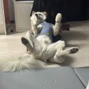 경주 별빛키즈 애견 풀빌라 이미지