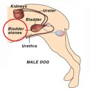 프라임 동물의료센터 | [강동 동물병원] 강아지 방광결석 수술 -프라임 동물의료센터