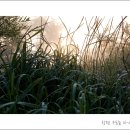 해뜨는 숲속 이미지