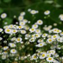 하천리-7 이미지