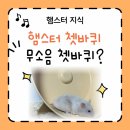 햄스터 쳇바퀴 추천 마라톤휠 사용후기 골든햄스터쳇바퀴