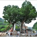 동촌2리 이미지