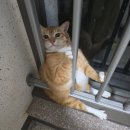 권가제면소 대전반석점