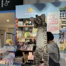 애니브릿 이미지