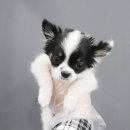 내품안의 반려견 김포점 이미지