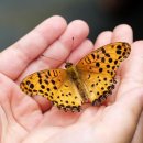 나비공원2(주차장) 이미지