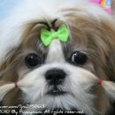 별이애견 이미지