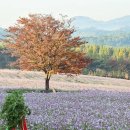 안성맞춤랜드공원10 이미지