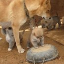 똥강아지 이미지