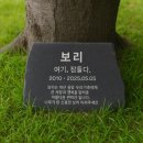 꾸미는 강아지 | 강아지비석 추천 | 무지개다리 건넌 반려동물 장례 후 추모공간 꾸미는 방법