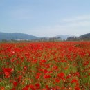 양산 황산공원 꽃양귀비 수레국화 만발 이미지