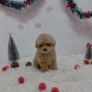 몽냥몽냥 이미지