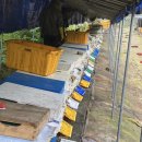 양구 벌꿀 이미지