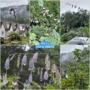 촌부의 단상-나무 한 그루 없애을 뿐인데... 이미지