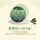 황해약초