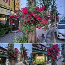 목련로 더 한국타임즈