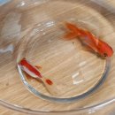 단짠아쿠아 평화점 이미지