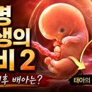 생명 탄생의 신비 (2편) - 수정란 착상 이후 배아의 발달 과정 이미지